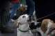beagles200785_small.jpg
