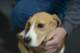 beagles200786_small.jpg
