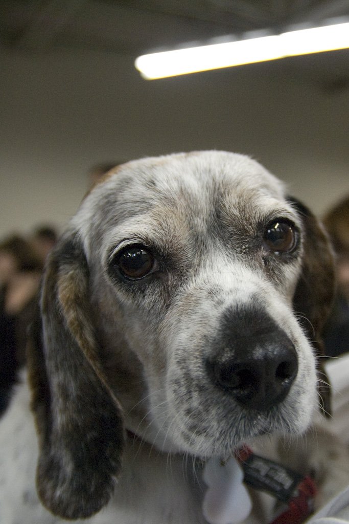 beagles200787.jpg