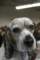 beagles200787_small.jpg