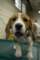 beagles200788_small.jpg