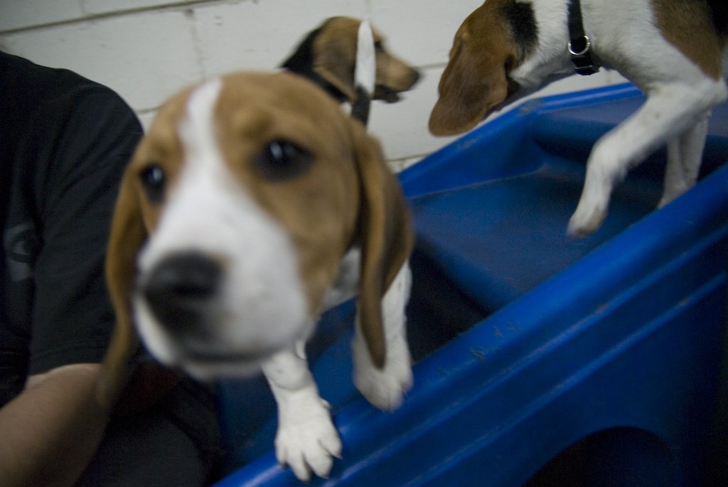 beagles200789.jpg