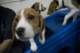 beagles200789_small.jpg