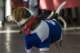 beagles20078_small.jpg