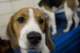 beagles200790_small.jpg