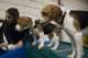 beagles200791_small.jpg