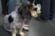 beagles200792_small.jpg