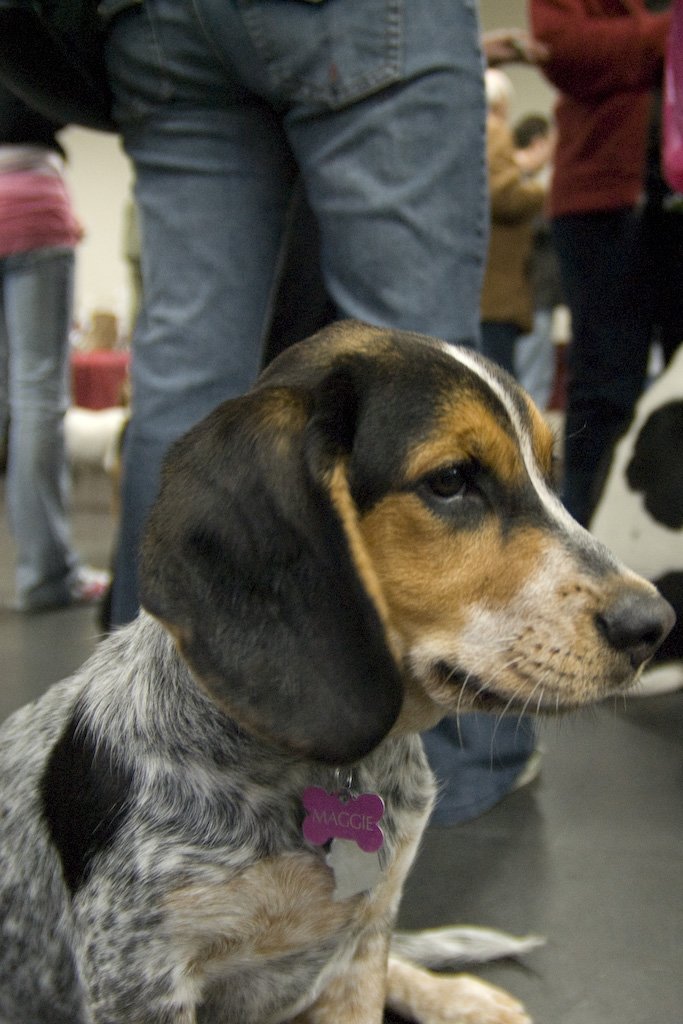 beagles200793.jpg