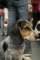 beagles200793_small.jpg