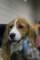 beagles200794_small.jpg