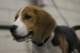 beagles200795_small.jpg