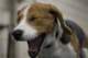 beagles200796_small.jpg
