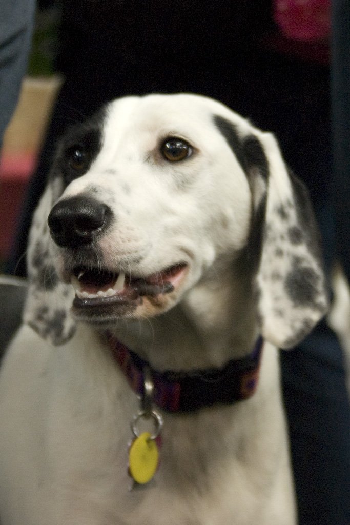 beagles200797.jpg