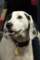 beagles200797_small.jpg