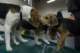 beagles200799_small.jpg
