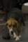 beagles20079_small.jpg