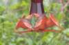 birds17_small.jpg