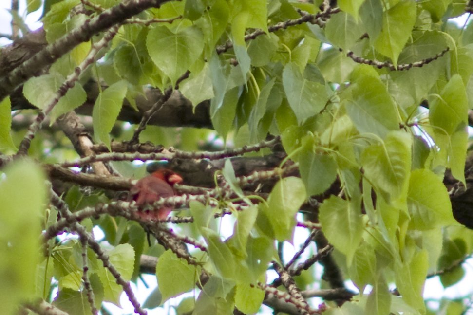 cardinal.jpg