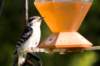 downywoodpecker_small.jpg