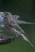 finch_small.jpg