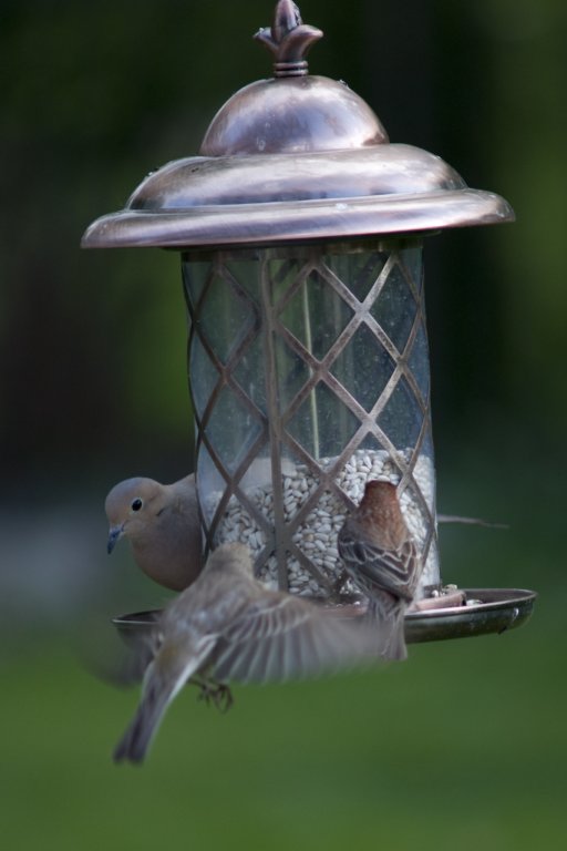 finchesamorningdove.jpg