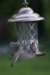 finchesamorningdove_small.jpg