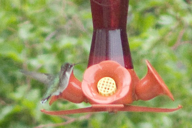 grainyhummingbird.jpg