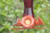 grainyhummingbird_small.jpg