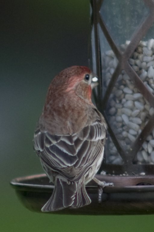 housefinch2.jpg
