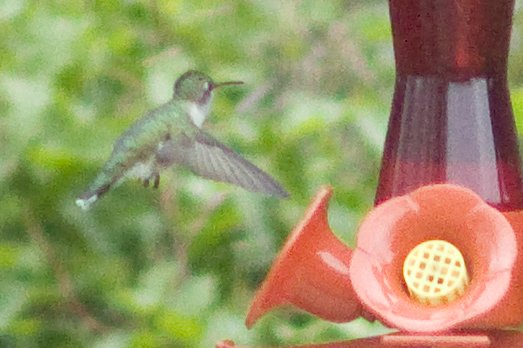 hummingbird2.jpg