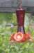 hummingbird_small.jpg