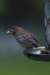 malehousefinch_small.jpg