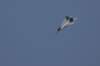 f22raptor_small.jpg
