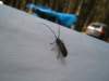 asianlonghornbeetle_small.jpg