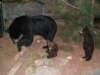 bear_small.jpg