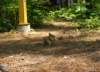 chipmunk_small.jpg