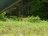 deer_small.jpg