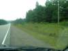 deercrossingtheroad_small.jpg