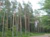 moretreesbeingkilled_small.jpg