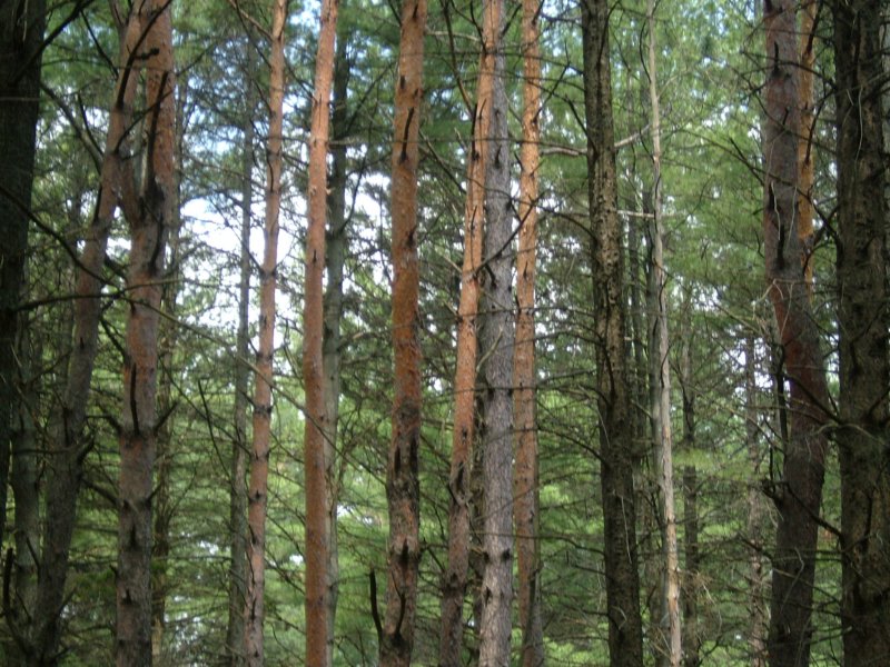 treetops.jpg