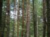 treetops_small.jpg