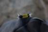 catepillar_small.jpg
