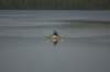 thepaddlehome_small.jpg