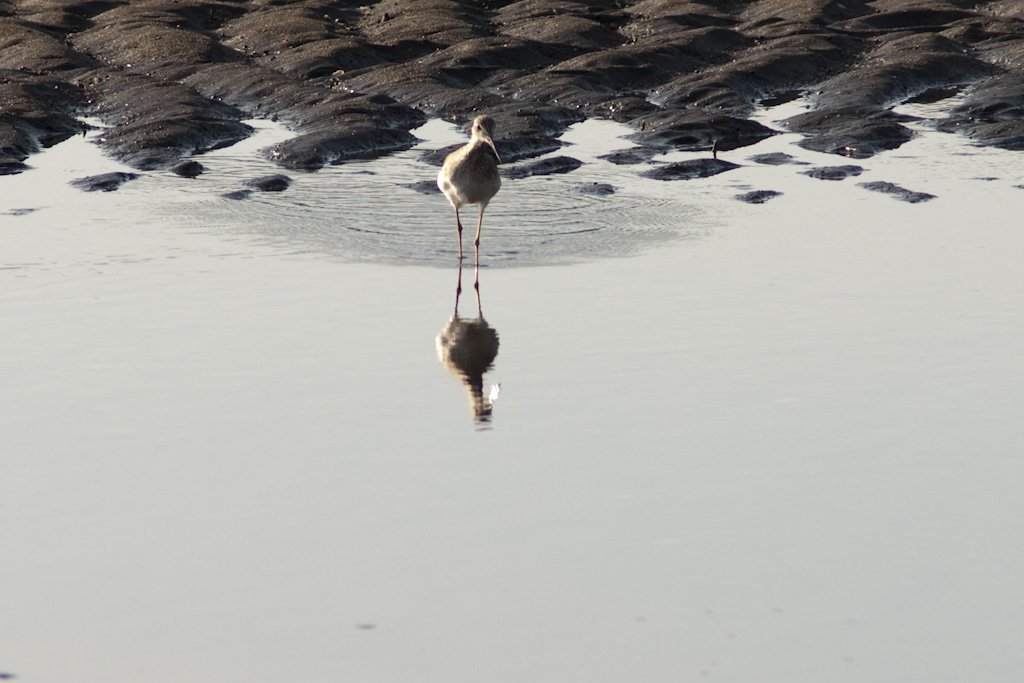 alargesandpiper.jpg