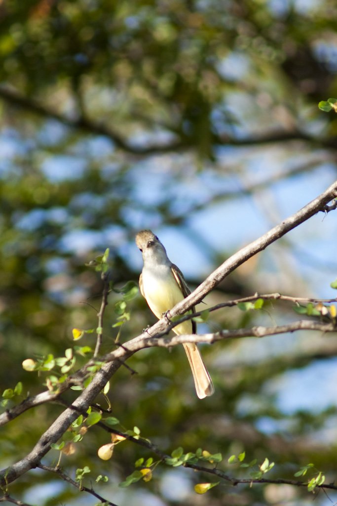 anotherkindofbird.jpg