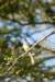 anotherkindofbird_small.jpg