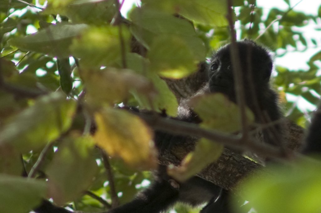 babymonkey.jpg