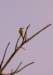 bird2_small.jpg