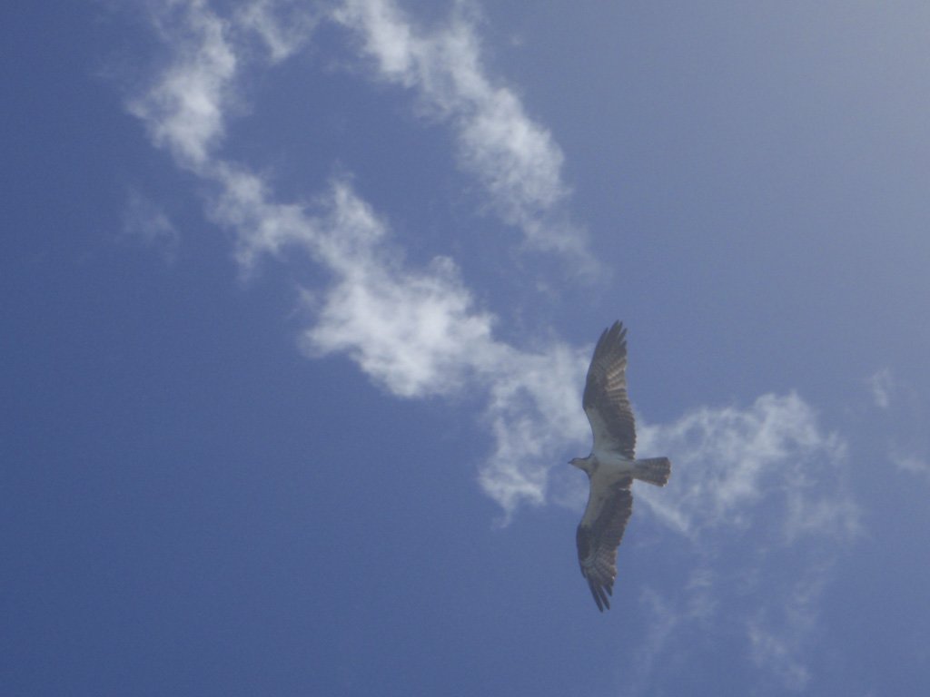 bird3.jpg