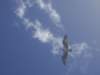 bird3_small.jpg